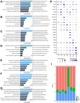 Single-Cell RNA Sequencing of the Nucleus Pulposus Reveals Chondrocyte Differentiation and Regulation in Intervertebral Disc Degeneration